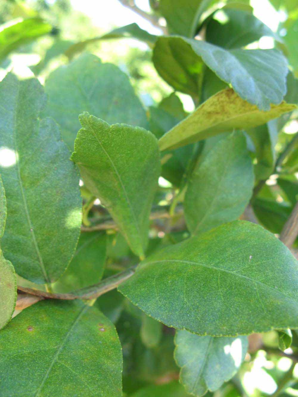              Shade leaves (Winter Haven, FL)       